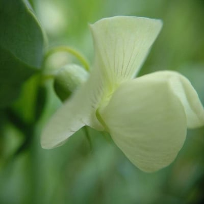 Lathyrus ochrus — flower