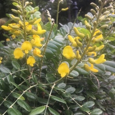 Sophora tomentosa — flower