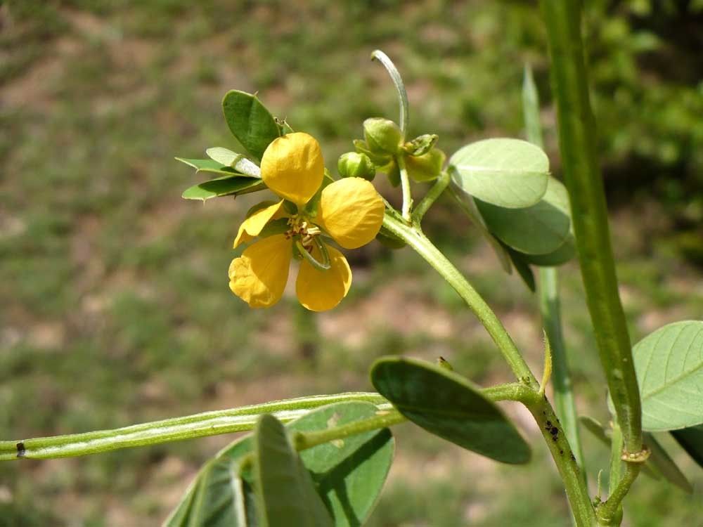 American sicklepod