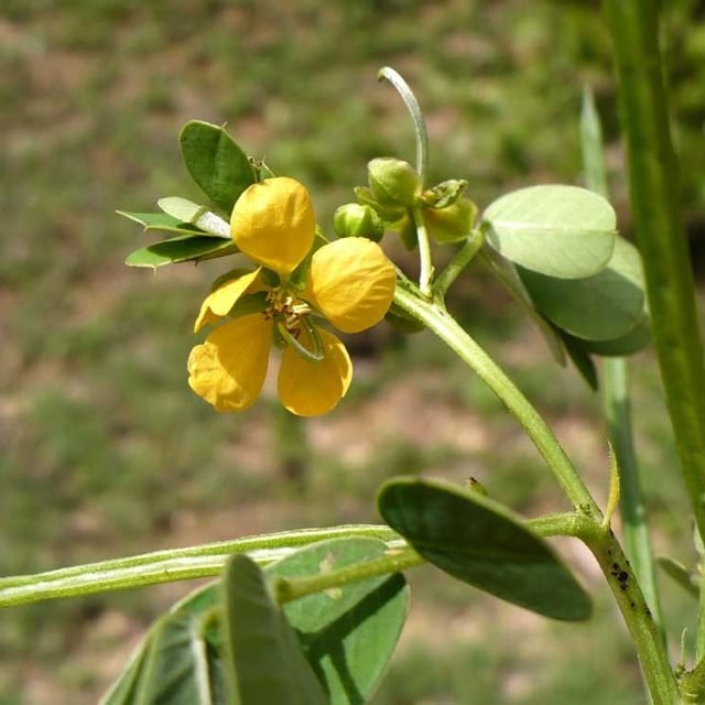 Senna obtusifolia — flower