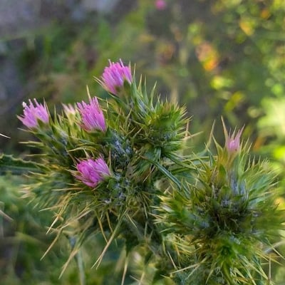 Carduus tenuiflorus — flower
