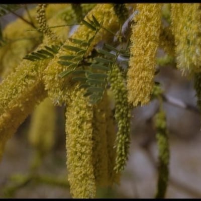 Prosopis glandulosa — flower