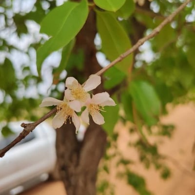 Campomanesia xanthocarpa — flower