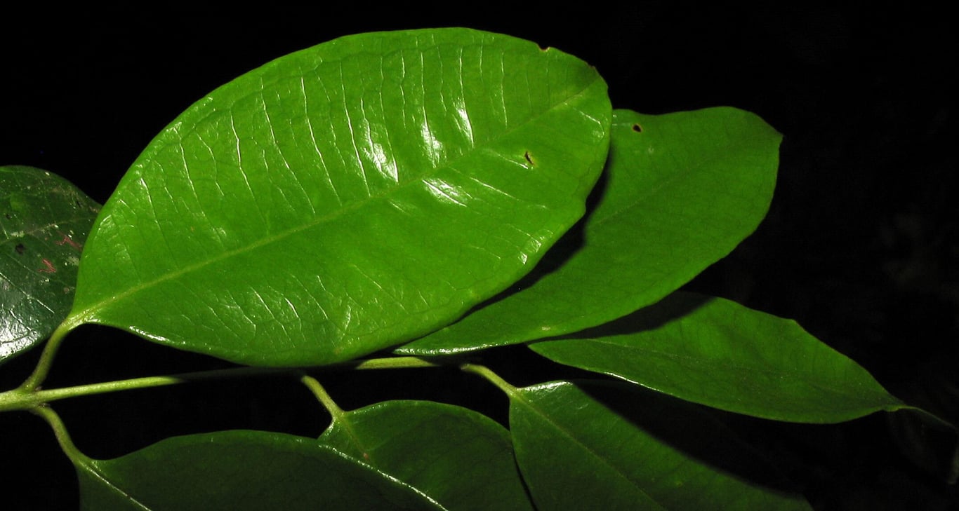 Guayabacon