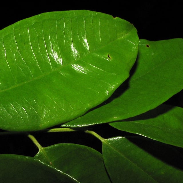 Guayabacon