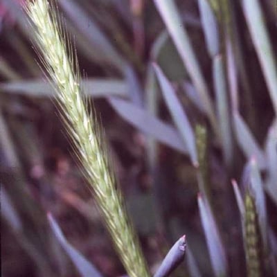 Hordeum pusillum — flower