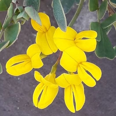 Coronilla valentina — flower