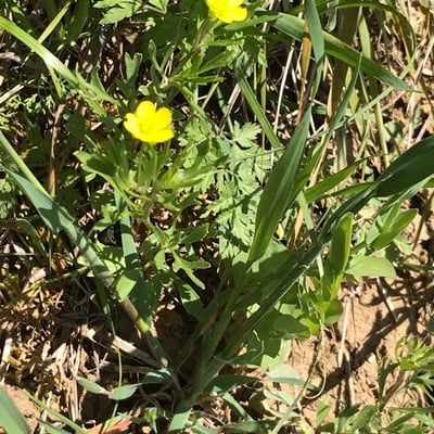Ranunculus arvensis — flower