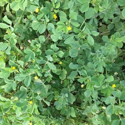 Medicago rigidula — flower