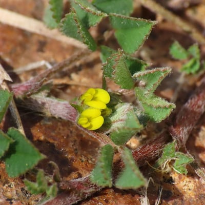 Medicago monspeliaca — flower