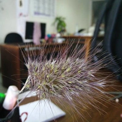 Cynosurus echinatus — flower