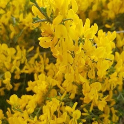 Cytisus oromediterraneus — flower
