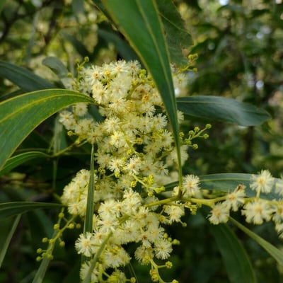 Acacia falcata — flower