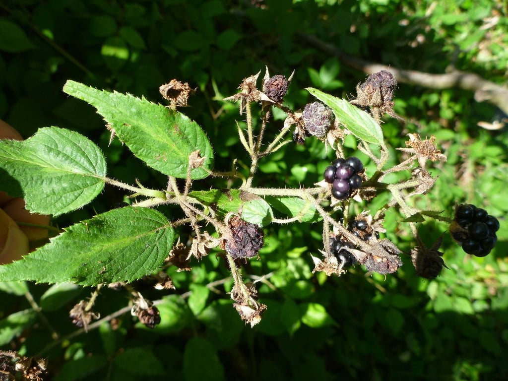 Rubus tereticaulis