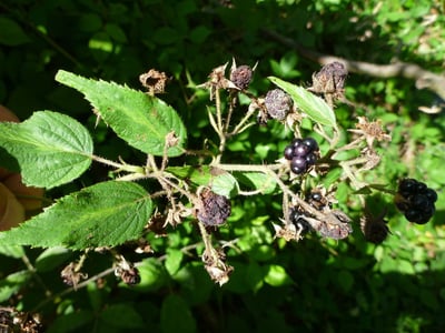 Rubus tereticaulis