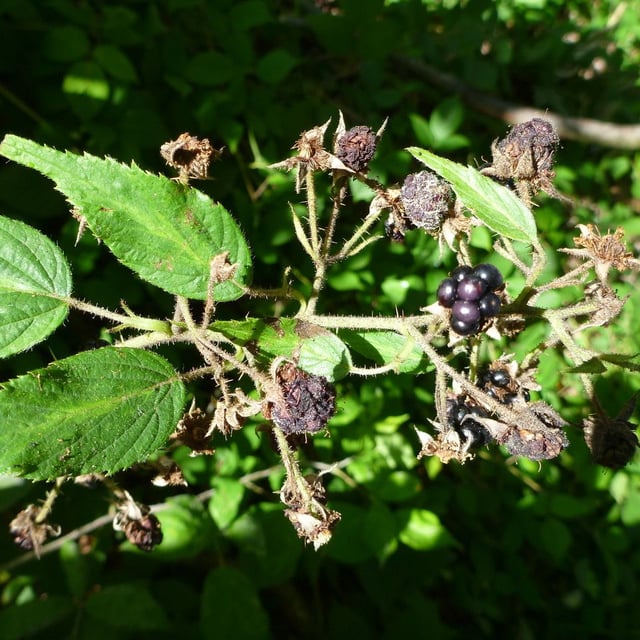 Rubus tereticaulis