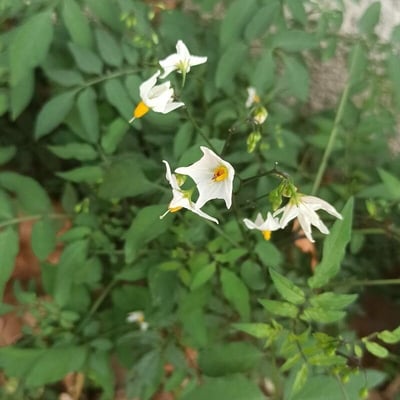 Solanum chacoense — flower