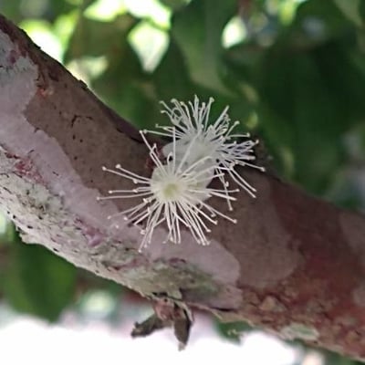 Plinia cauliflora — flower