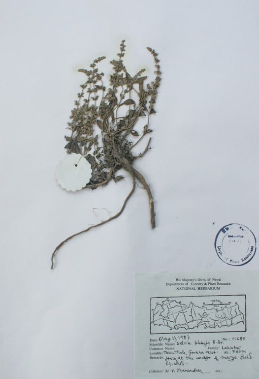 Australian sage