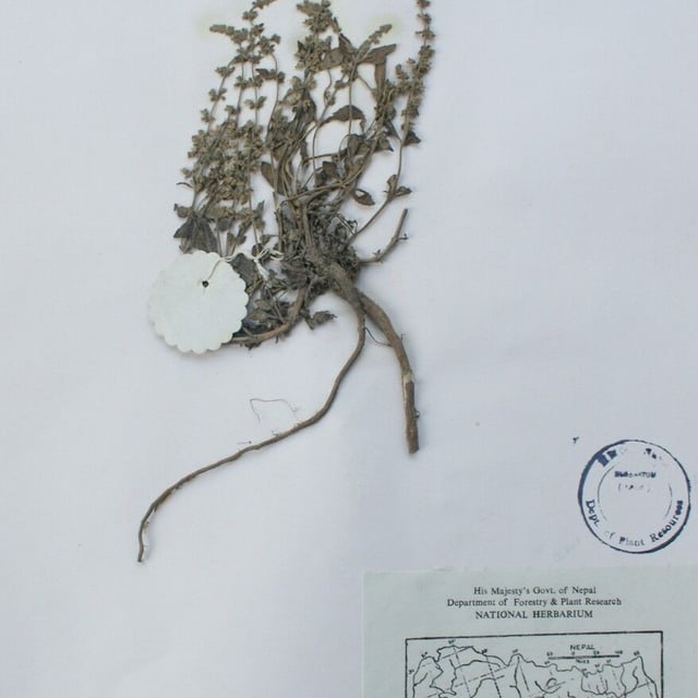 Australian sage