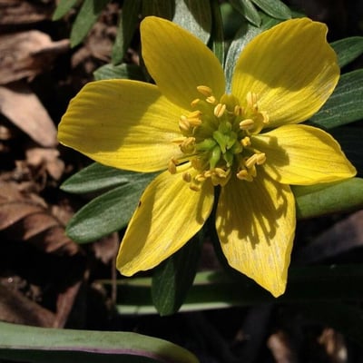 Eranthis hyemalis — flower