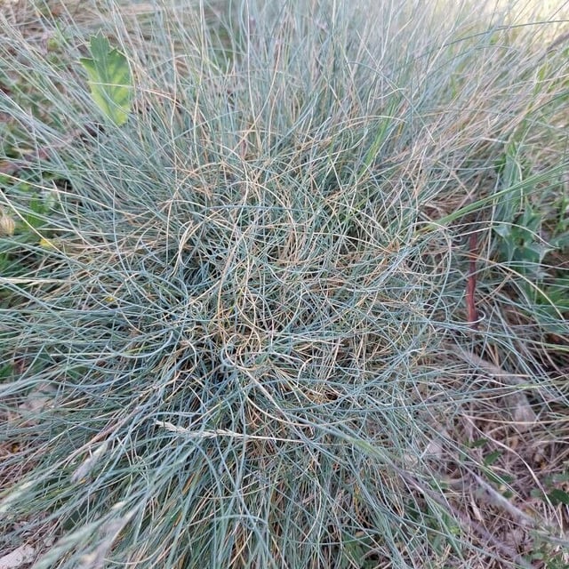 Festuca marginata — flower