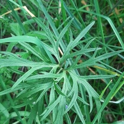 Ranunculus polyanthemos — leaf