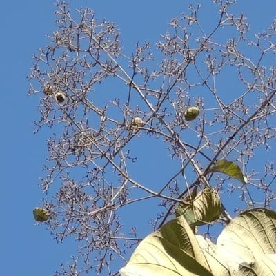 Tectona grandis — flower