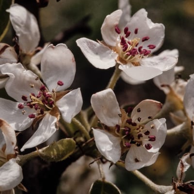 Pyrus pyraster — flower