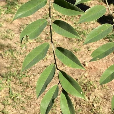 Pterocarpus angolensis — leaf