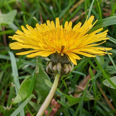 Taraxacum palustre — flower