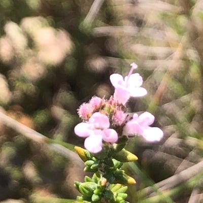 Thymus hyemalis — flower