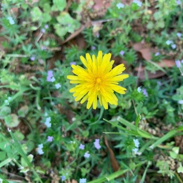 Taraxacum platycarpum