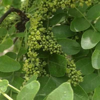 Gleditsia sinensis — flower