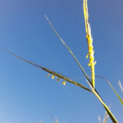 Hyparrhenia hirta — flower
