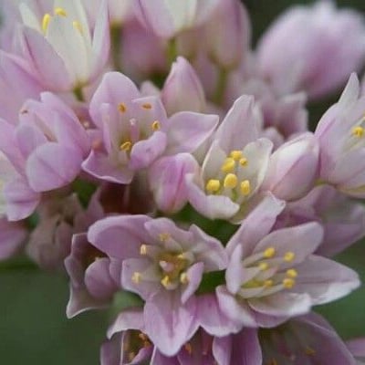 Allium roseum — flower