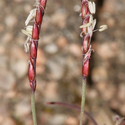 Mibora minima — flower