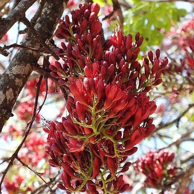 Schotia brachypetala — flower