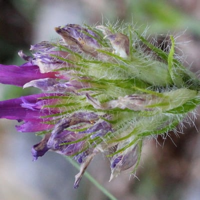Astragalus hypoglottis — flower