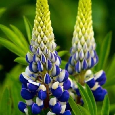 Lupinus polyphyllus — flower