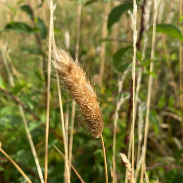 Alopecurus arundinaceus — flower