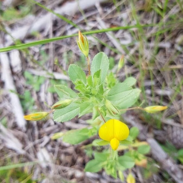 Ononis viscosa — flower