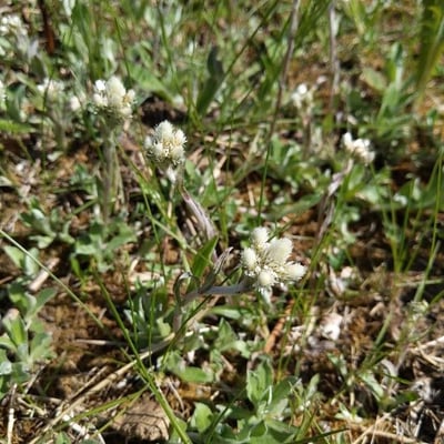 Antennaria neglecta — flower