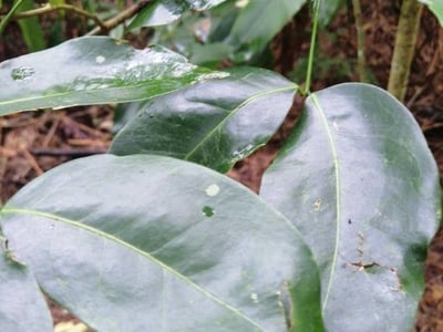 Johnstone river-teak
