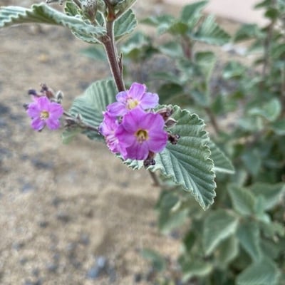 Melochia tomentosa — flower