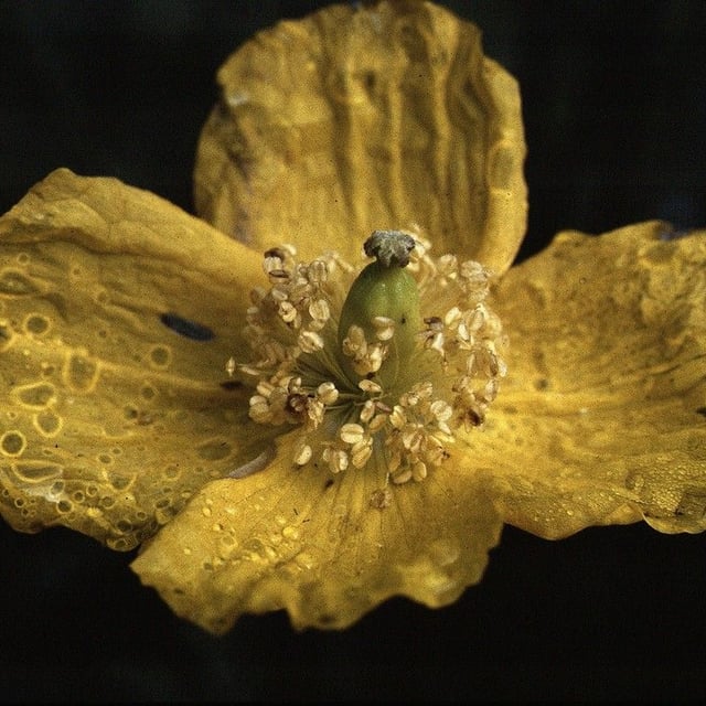 Papaver cambricum — flower