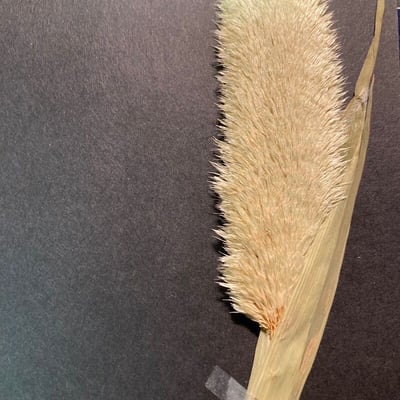 Phalaris paradoxa — flower