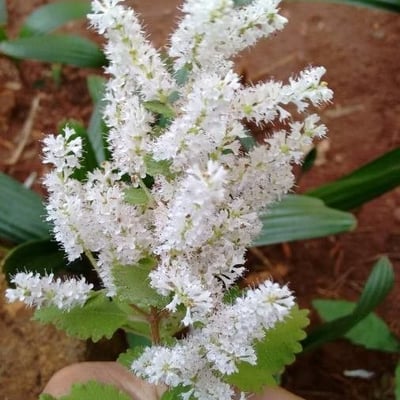 Tetradenia riparia — flower
