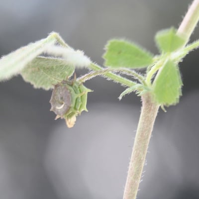 Medicago littoralis — flower