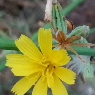 Chondrilla juncea — flower